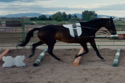 Willow_Lunging
